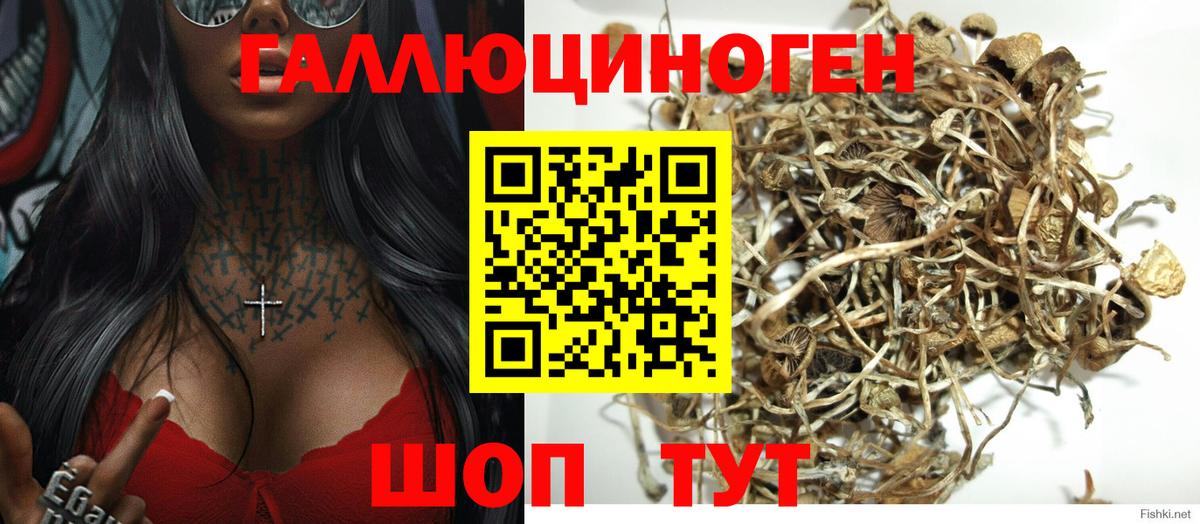 Псилоцибиновые грибы Psilocybine cubensis Белорецк